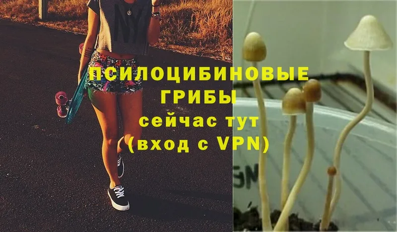 Галлюциногенные грибы Psilocybe  что такое   нарко площадка какой сайт  Почеп 